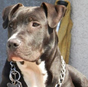 Meet your Posher, Bella